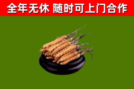龙湾烟酒回收冬虫夏草.jpg