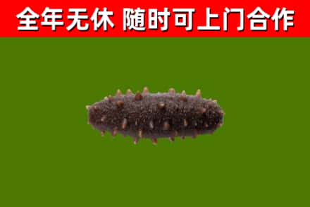 龙湾烟酒回收干海参.jpg
